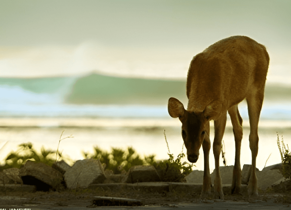 G-LAND Joyo's Surf Camp photo 6