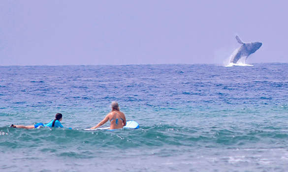 Maui Surf School photo 2