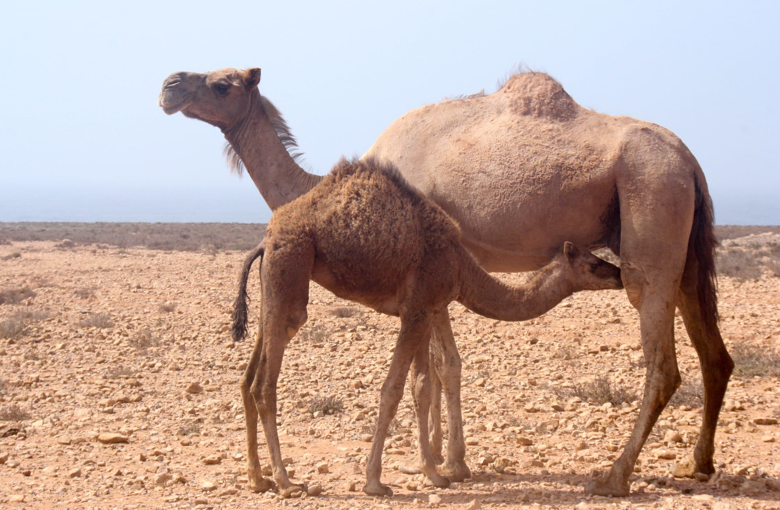 Moana Surf Maroc photo 4