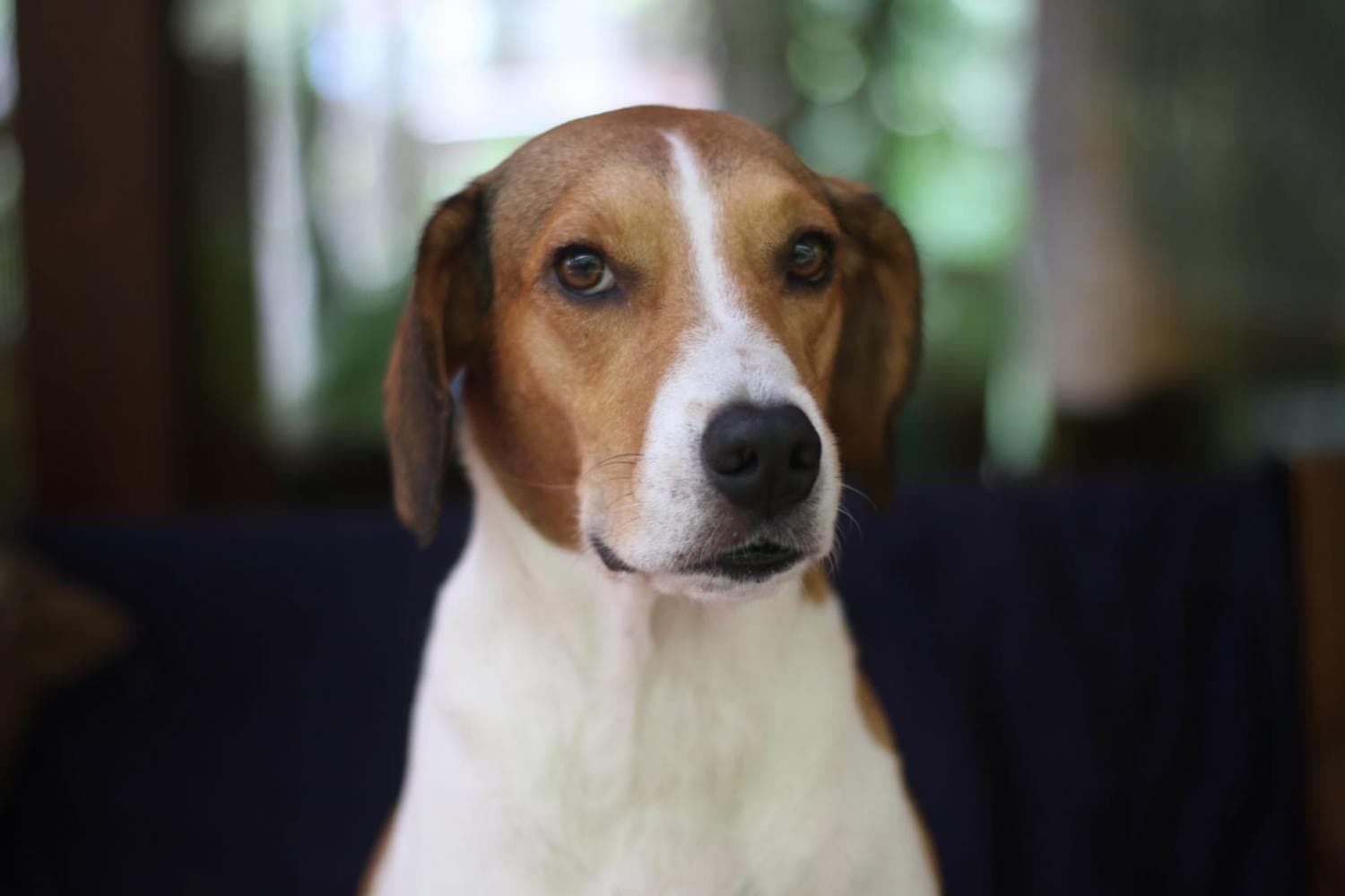 Casa Clareia Surf Camp photo 4