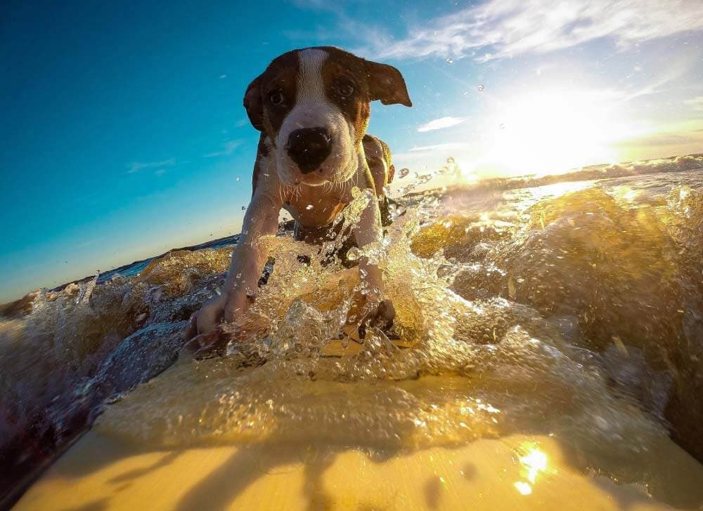 Golden Waves Surf Lodge photo 3