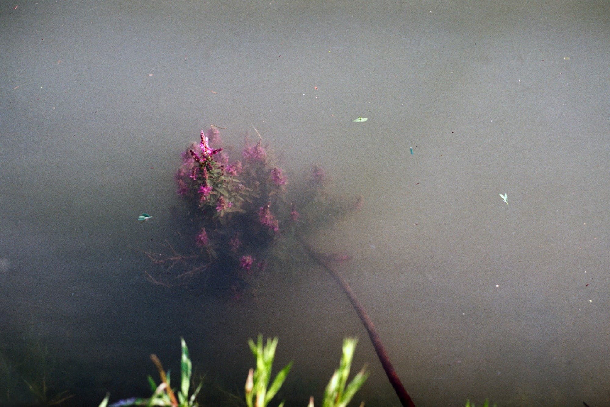 LOST LINDENBERG photo 3