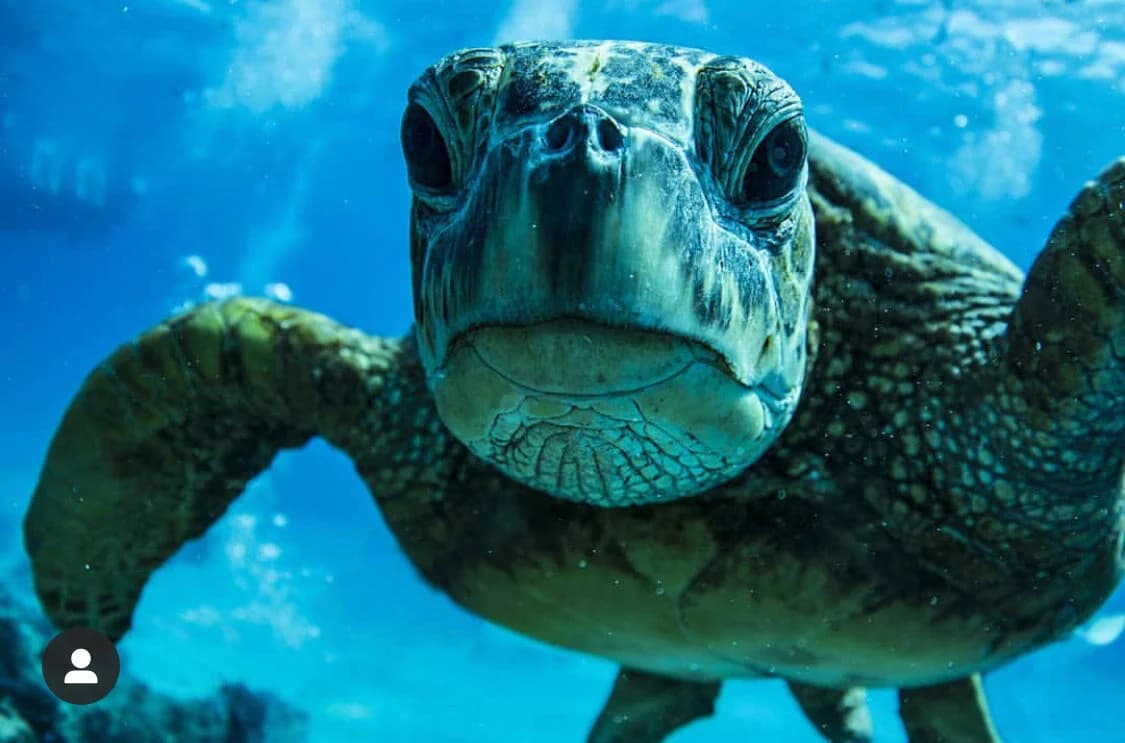 Aura Surf Resort photo 4