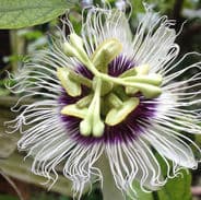 Asu Surf Camp photo 2