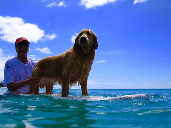 Sunset Suzy Surfschool photo 3