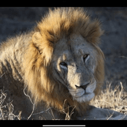 African Surfaris photo 5